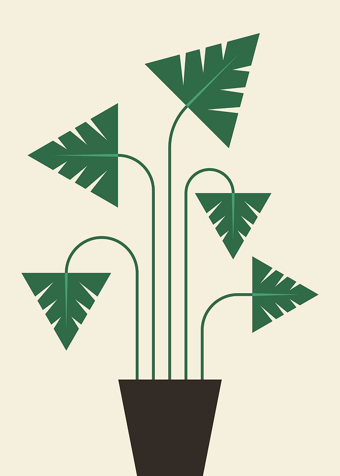 Geometric monstera