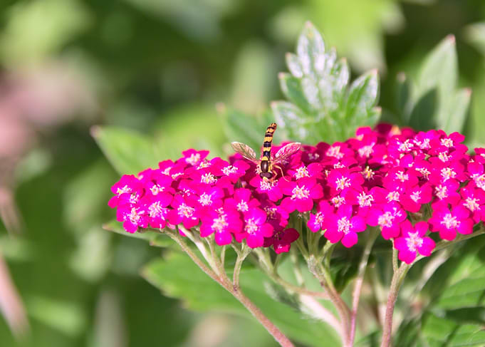 Bee on Pink Flowers