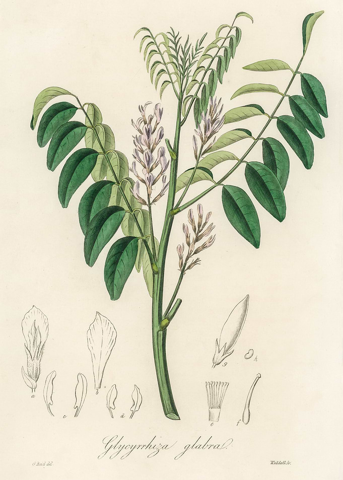 Botanical Illustration of Glycyrrhiza Glabra