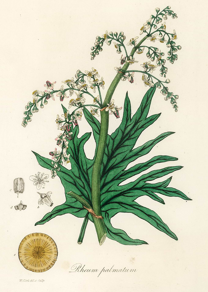 Rhubarb Plant Illustration