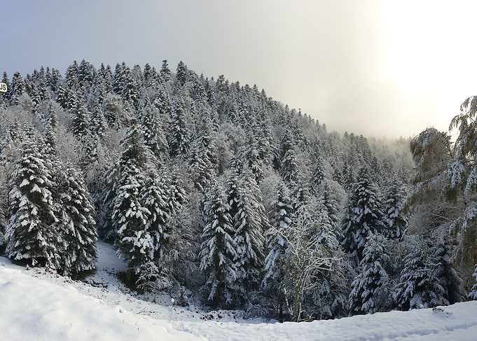 Snowy Forest Landscape