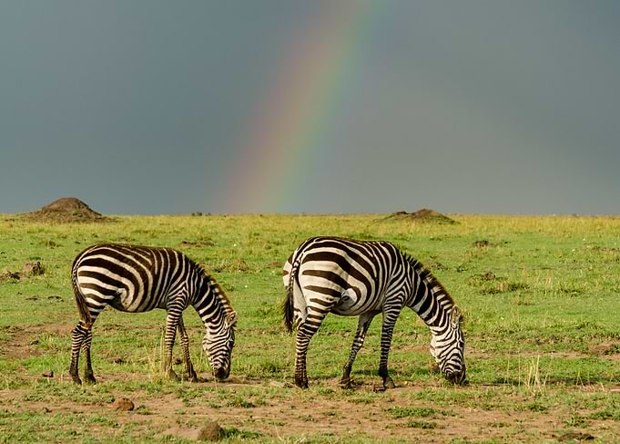 Zebras Grazing with Rainbow