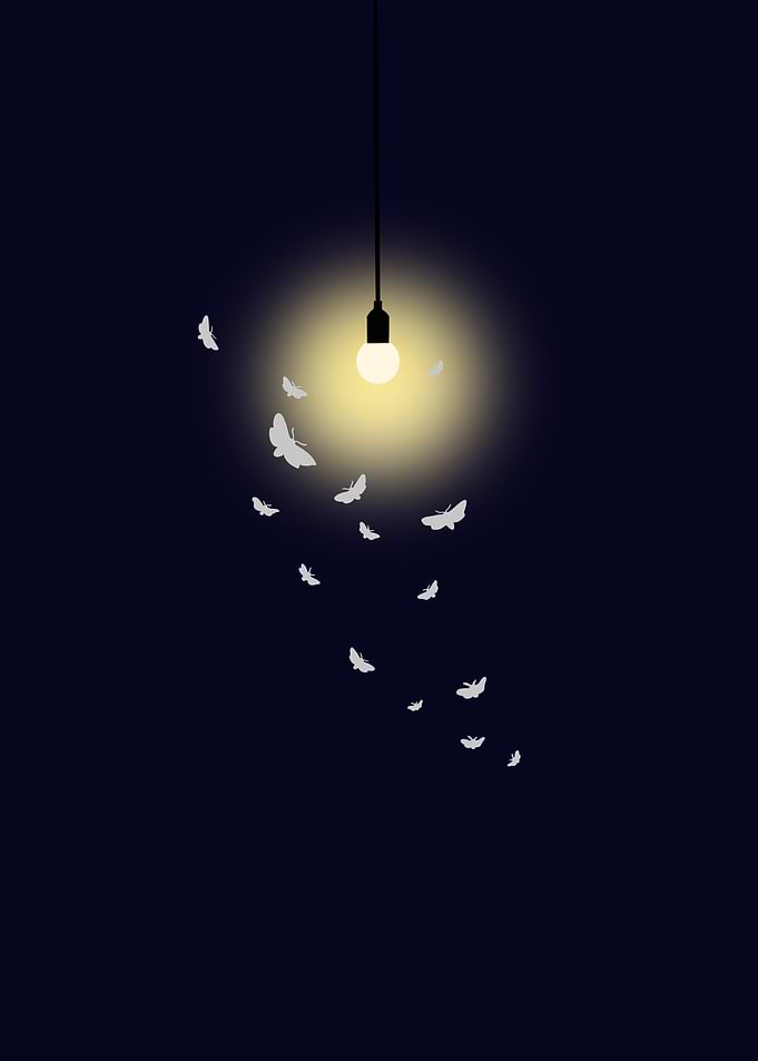 Lightbulb and Moths