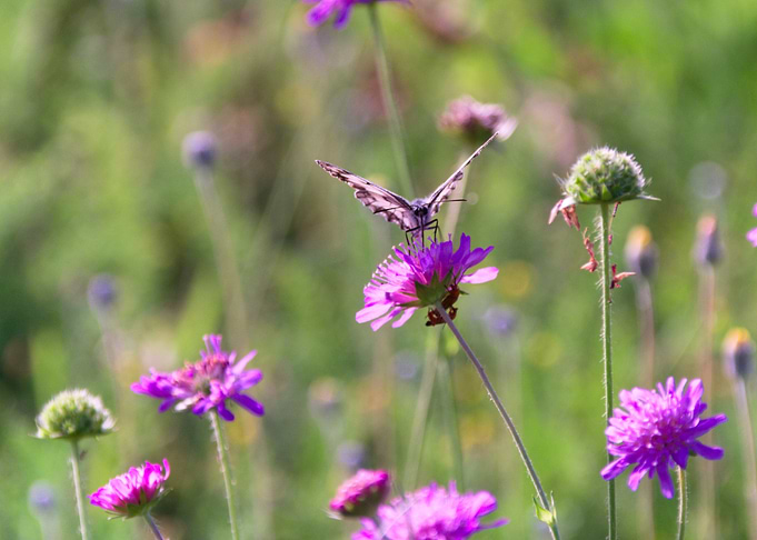 Butterfly on Purple Flower