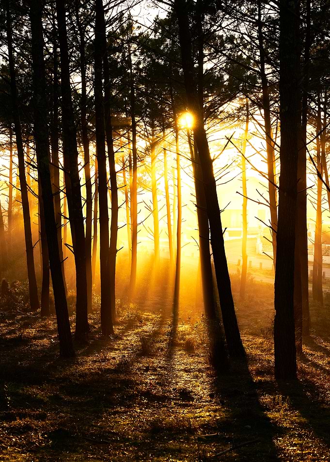 Golden Forest Sunset
