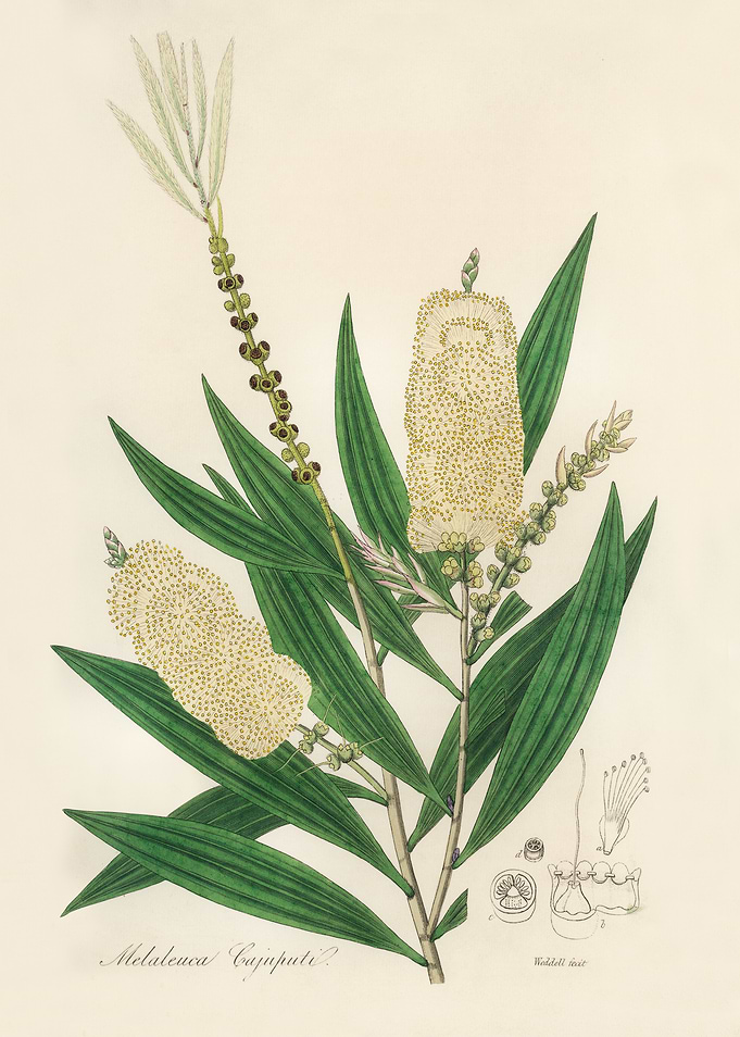 Melaleuca Cajaputi Botanical Illustration