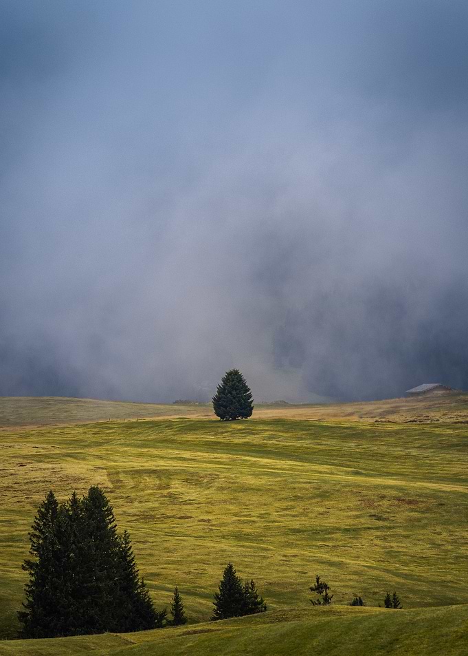 Lone Tree in Foggy Meadow