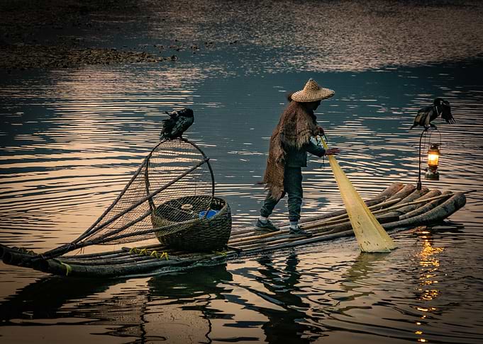 Cormorant Fishing