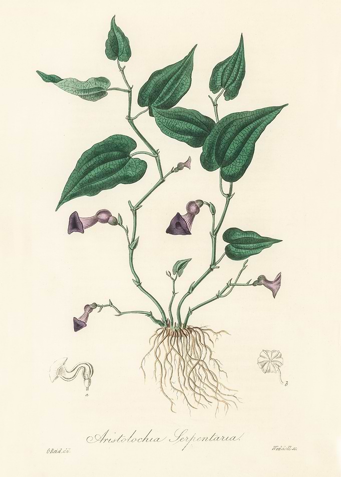 Aristolochia Serpentaria Botanical Illustration