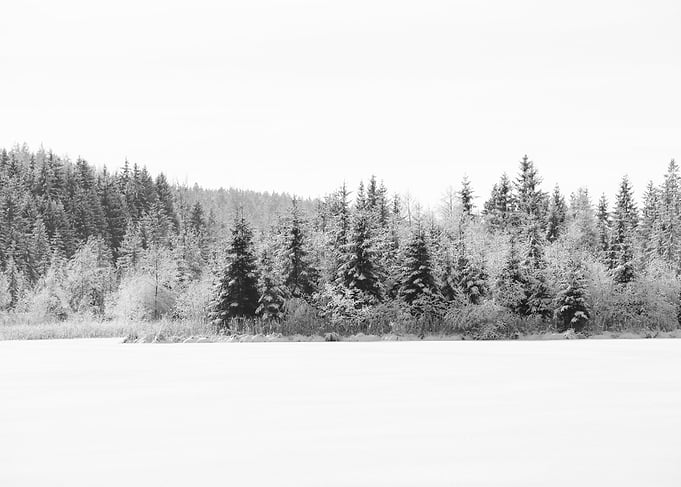 Snowy Pine Trees Dream 2