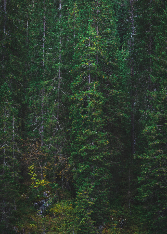 Dense Evergreen Forest