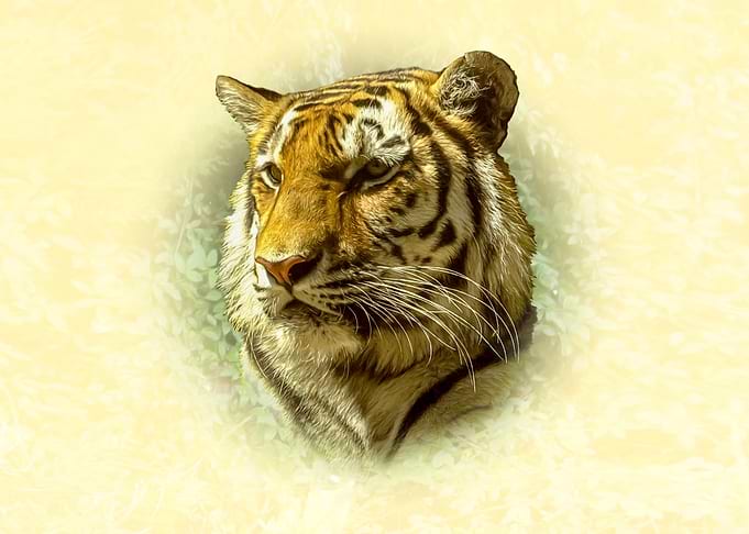 Tiger Portrait