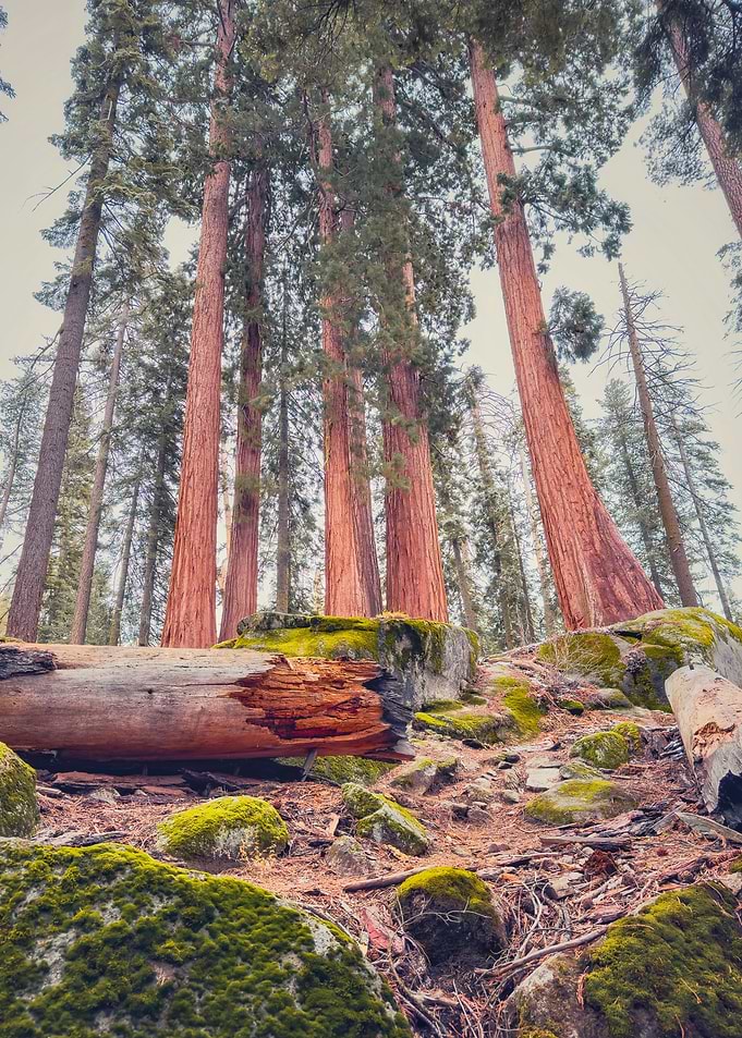 Giant Redwood Forest