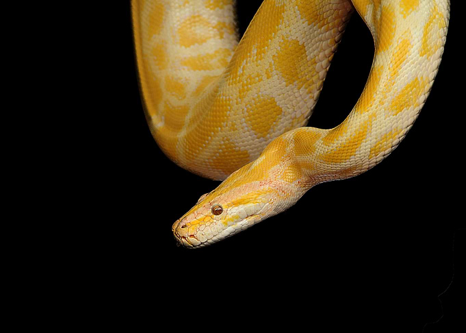 Albino Python Close-Up