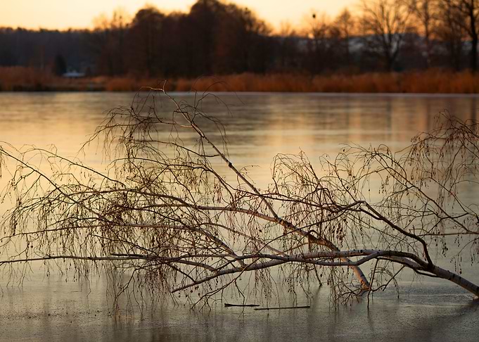 Bare Branches Over Water