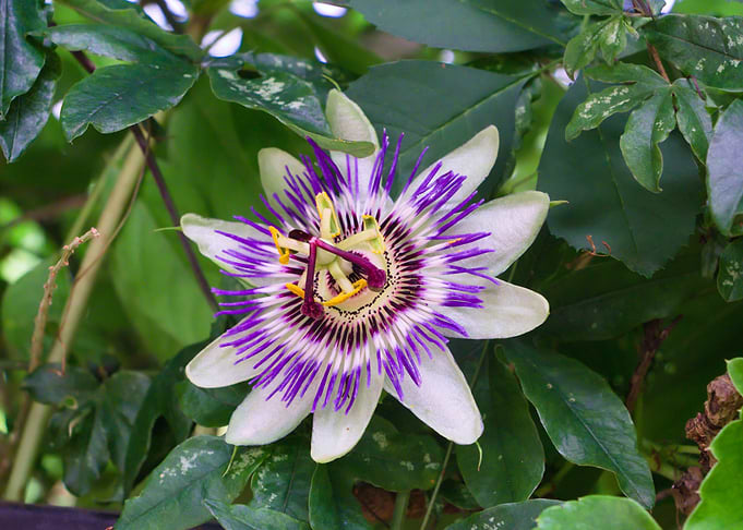 Passion Flower Bloom