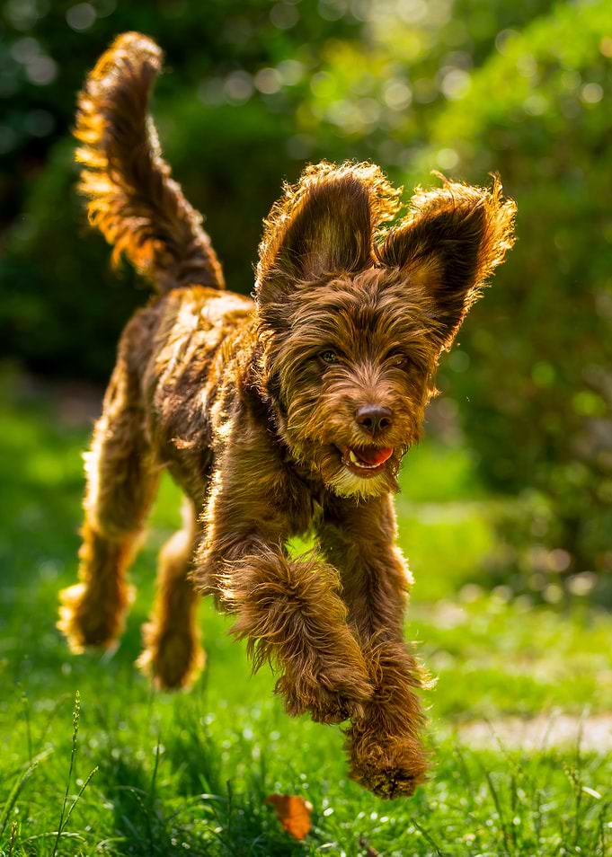 Brown Dog Running