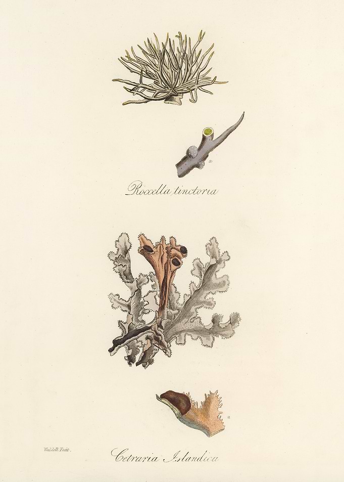 Botanical Illustration of Lichens