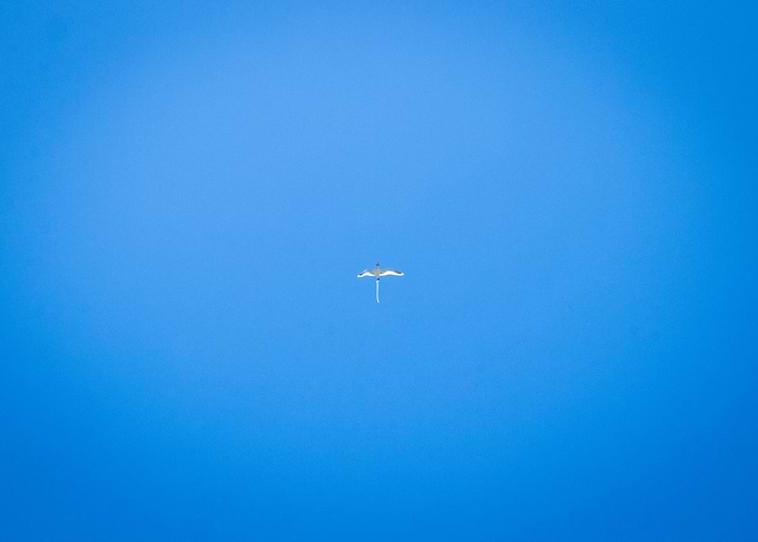 Bird in Blue Sky