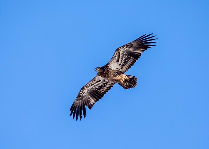 Juvenile Bald Eagle in Flight