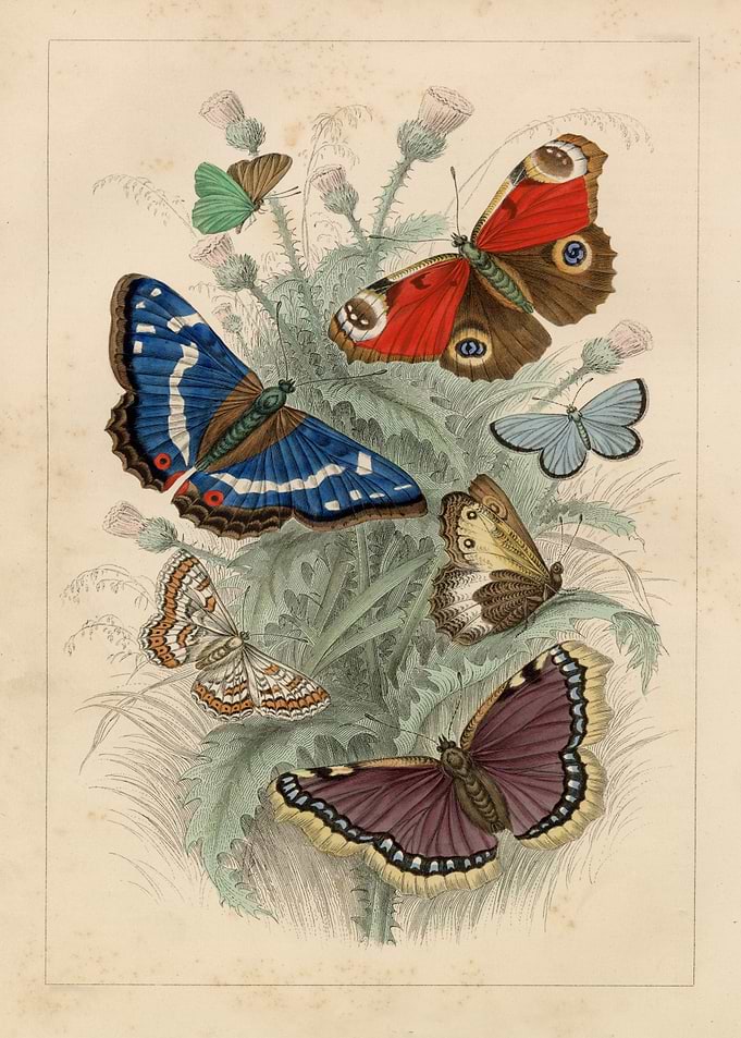 Vintage Butterfly Illustration
