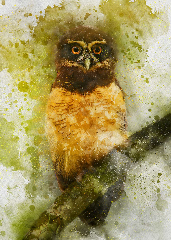 orange eyed perched Owl Watercolor Painting