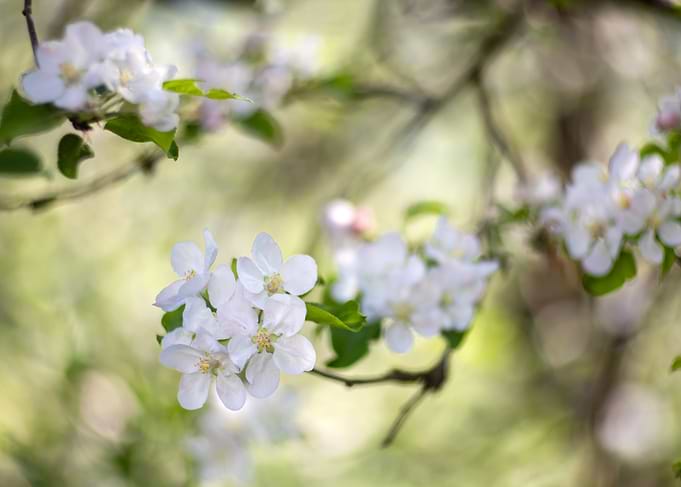 Apple Blossom Branch, Spring Garden