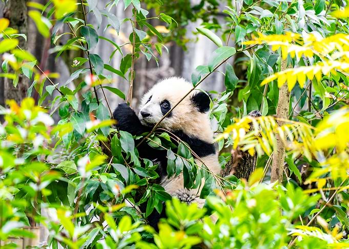 Panda Cub in Tree