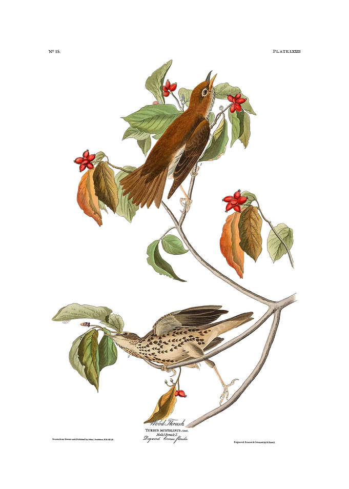 The Birds of America - Wood Thrush