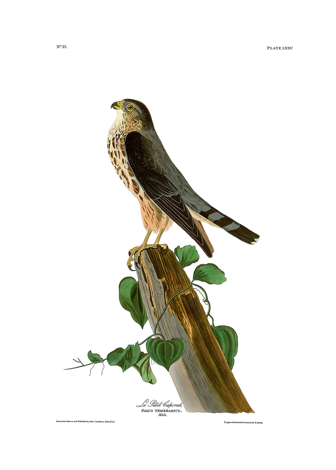 The Birds of America - Le Petit Caporal