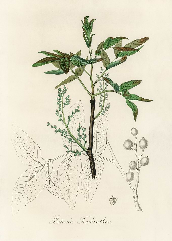Pistacia Terebinthus Illustration