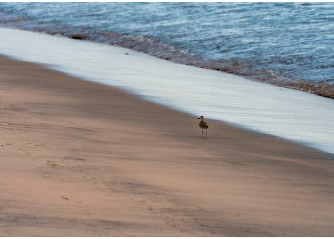 Shorebird on Sandy Beach