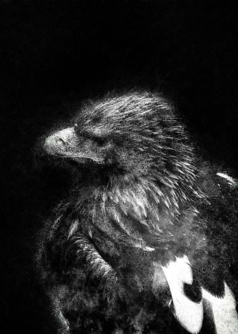 Eagle head dark deep portrait sketch art
