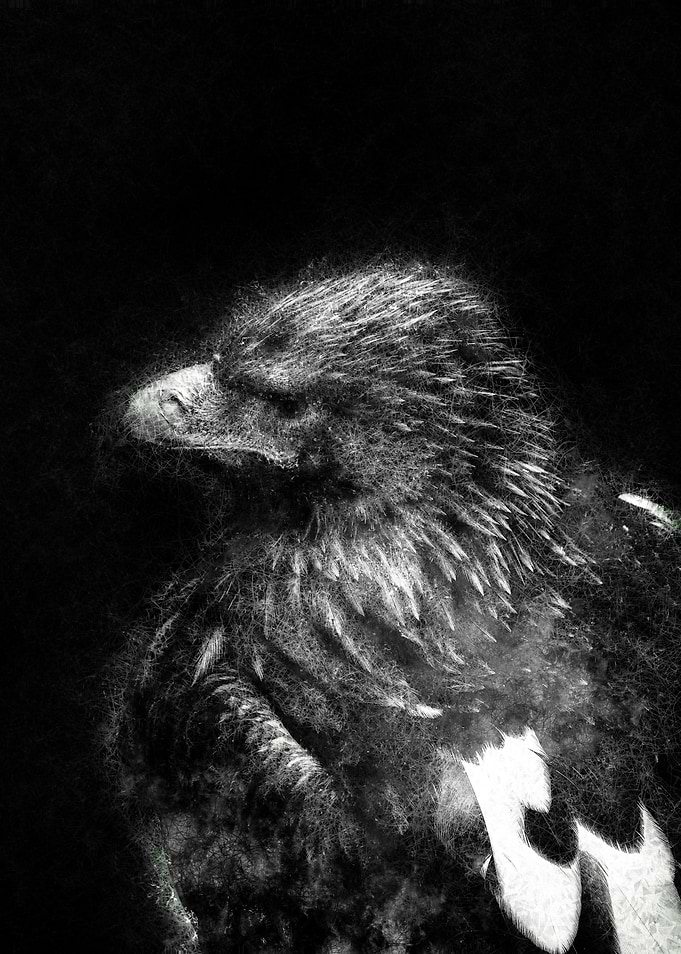 Eagle head dark deep portrait sketch art