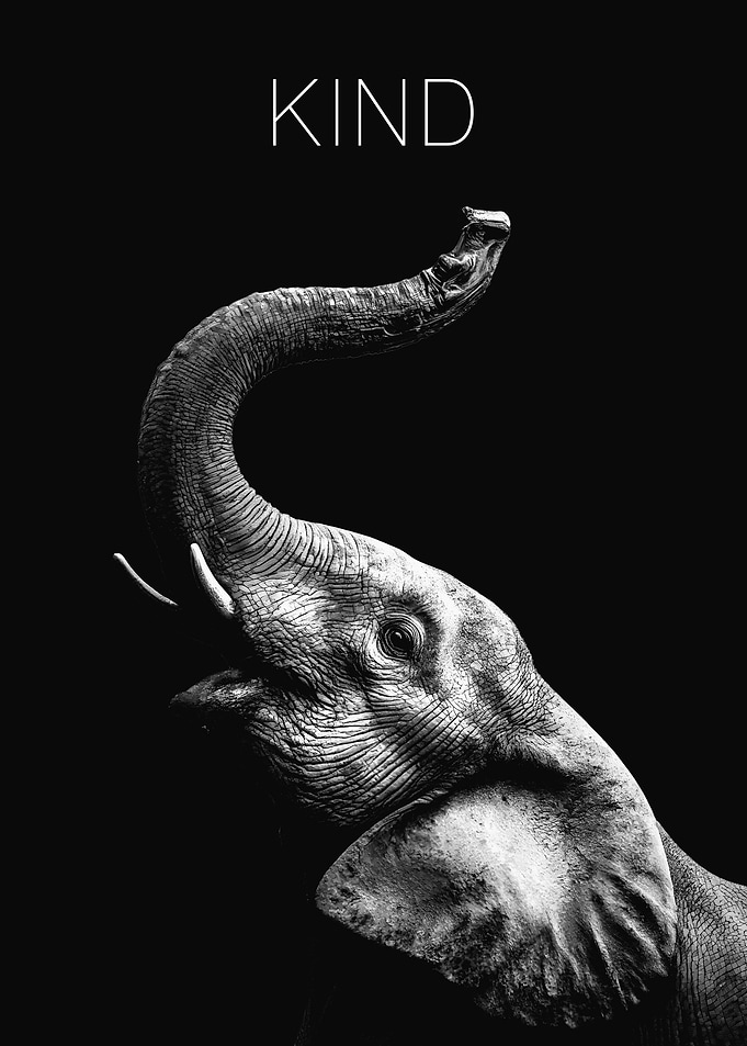 Kind Elephant Portrait