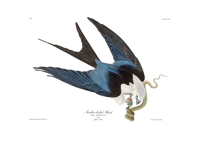 The Birds of America - Swallow-tailed Hawk