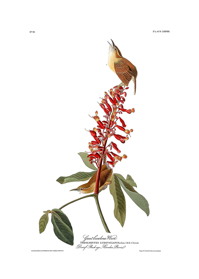 Great Carolina Wren