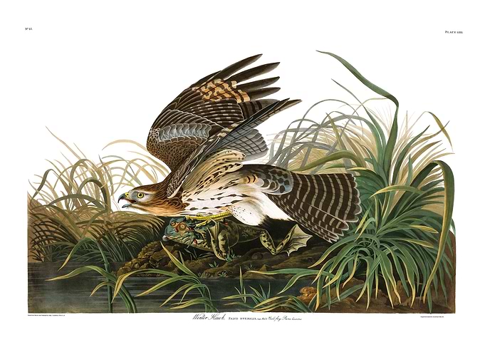 The Birds of America - Winter Hawk