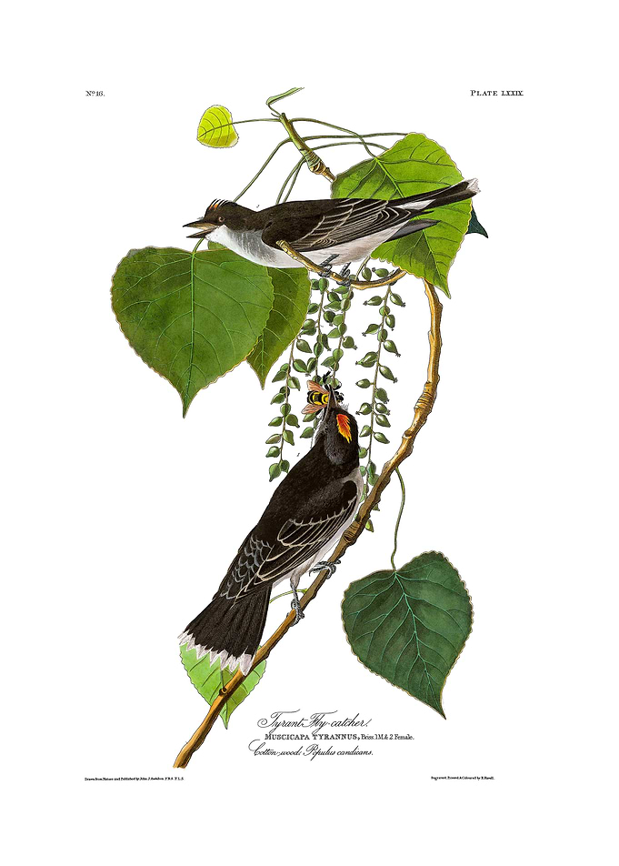 The Birds of America - Tyrant Fly-catcher