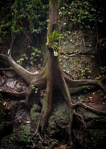 Tree Roots Against Stone