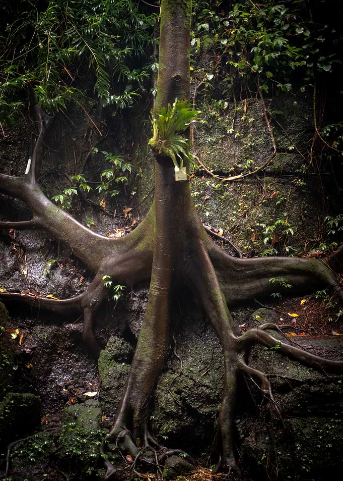 Tree Roots Against Stone