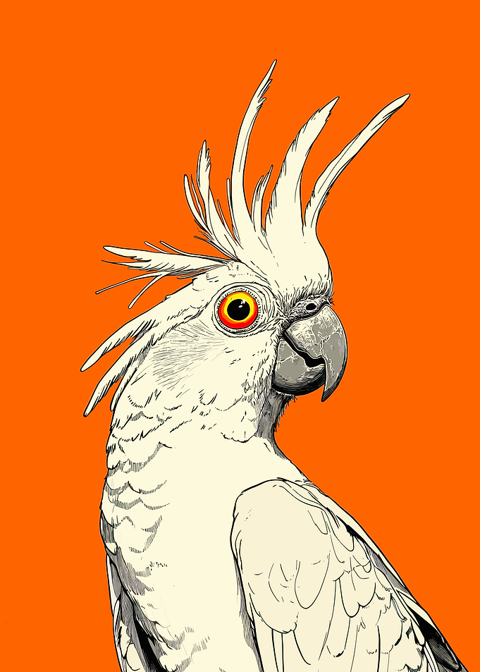 White Cockatoo Portrait