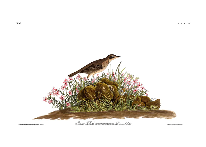 The Birds of America - Prairie Titlark