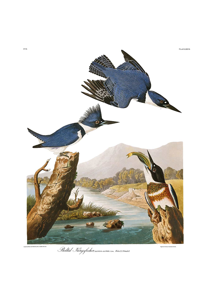 The Birds of America - Belted Kingfisher