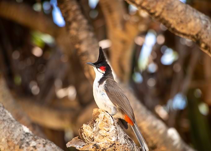 Red-whiskered Bulbul Bird