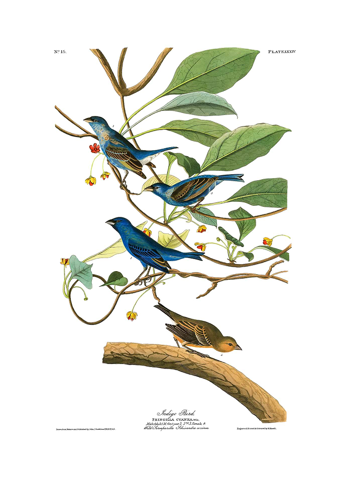 The Birds of America - Indigo Bird