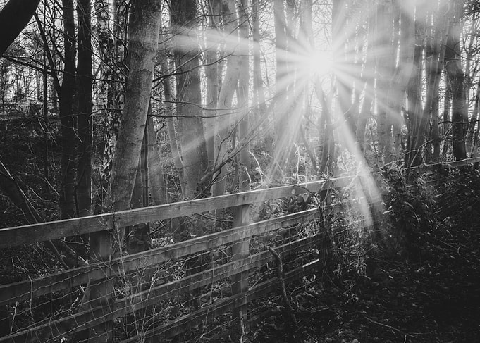 A Woodland Sunstar