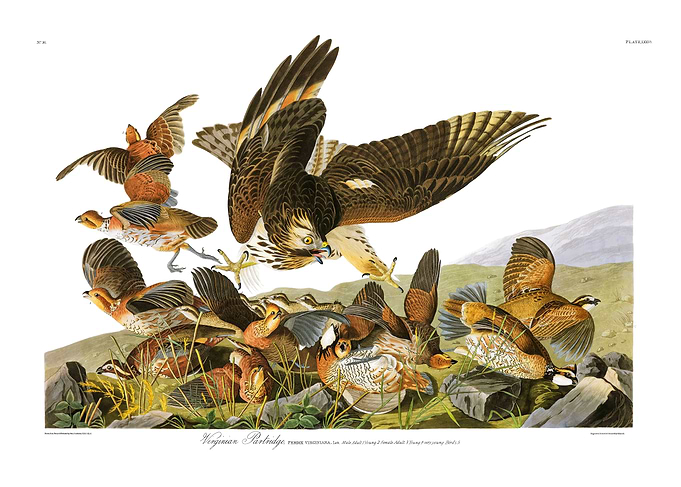 The Birds of America - Virginian Partridge