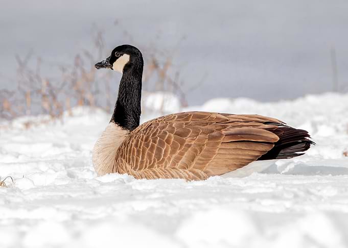 Canada Goose in Snow