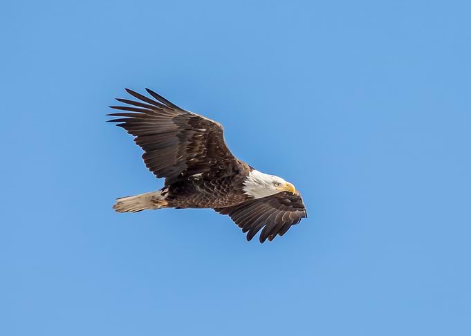 Majestic Bald Eagle in Flight